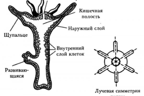 Kraken рабочий